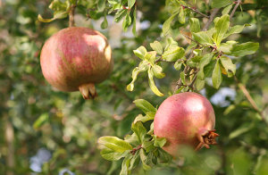 Zwei Granatäpfel am Baum im Garten des Zentrums